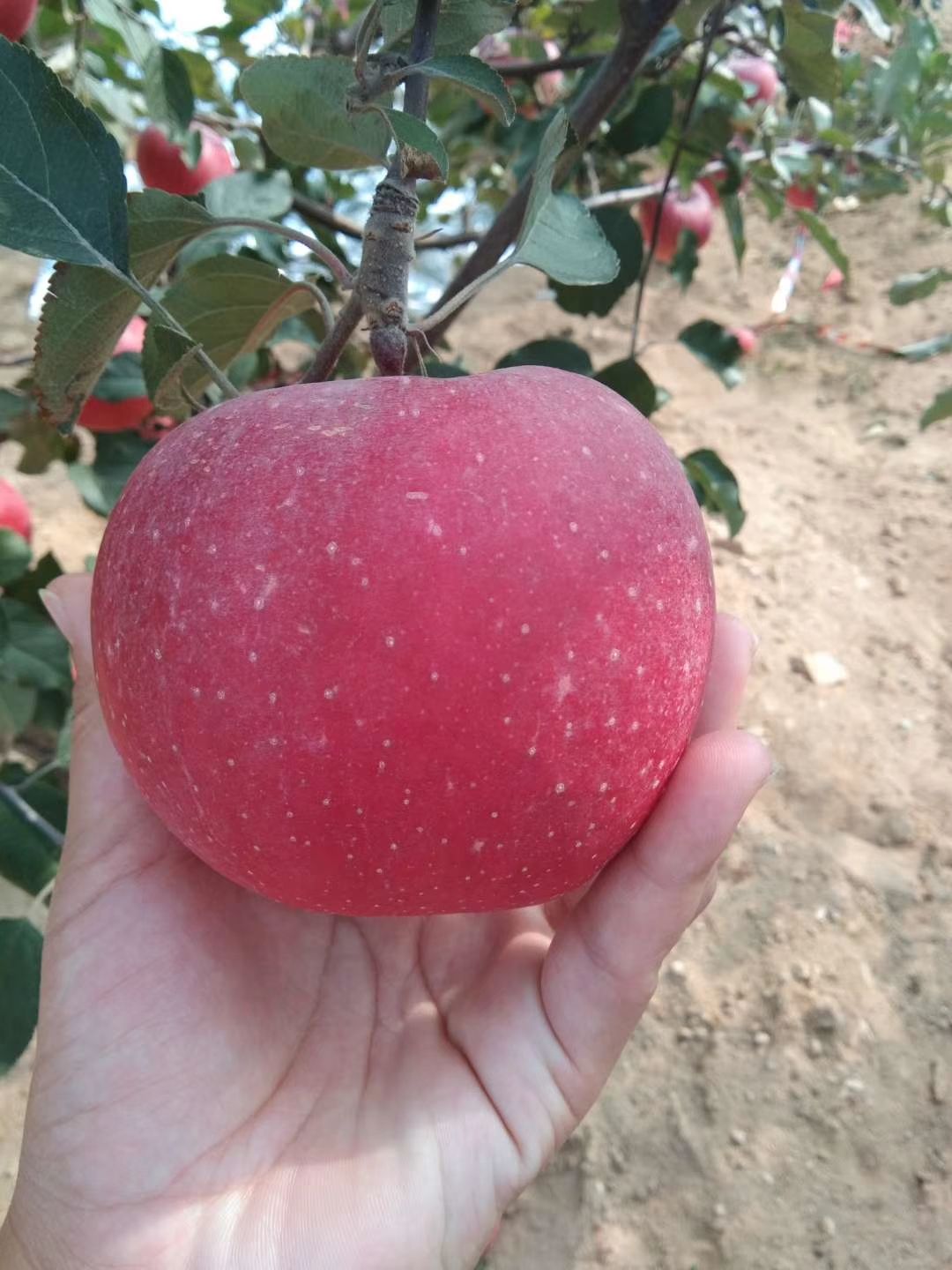 红富士苹果 果品好