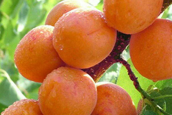 凯特杏苗 ，嫁接苗，品种纯正，基地直销，死苗补发