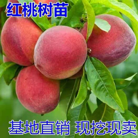 紅桃苗 苗圃直供，品種保證，根系發(fā)達(dá)，五月份成熟，果肉硬，口感甜。