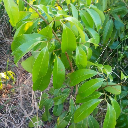 灵山县仙进奉荔枝苗 仙进奉