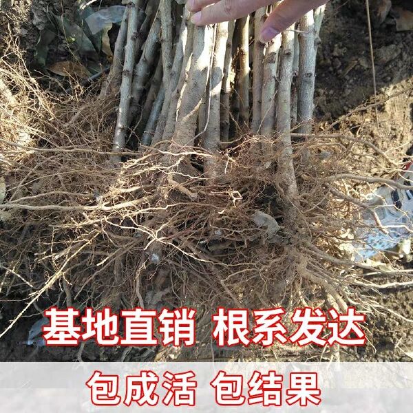  沂蒙霜红2号苗，晚熟品种耐储存，基地培育现挖现发保湿发货