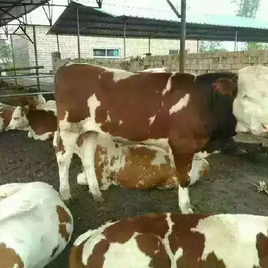 定襄县 大量出售肉牛犊