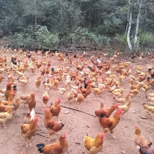 婺源县 正宗山林放养土鸡