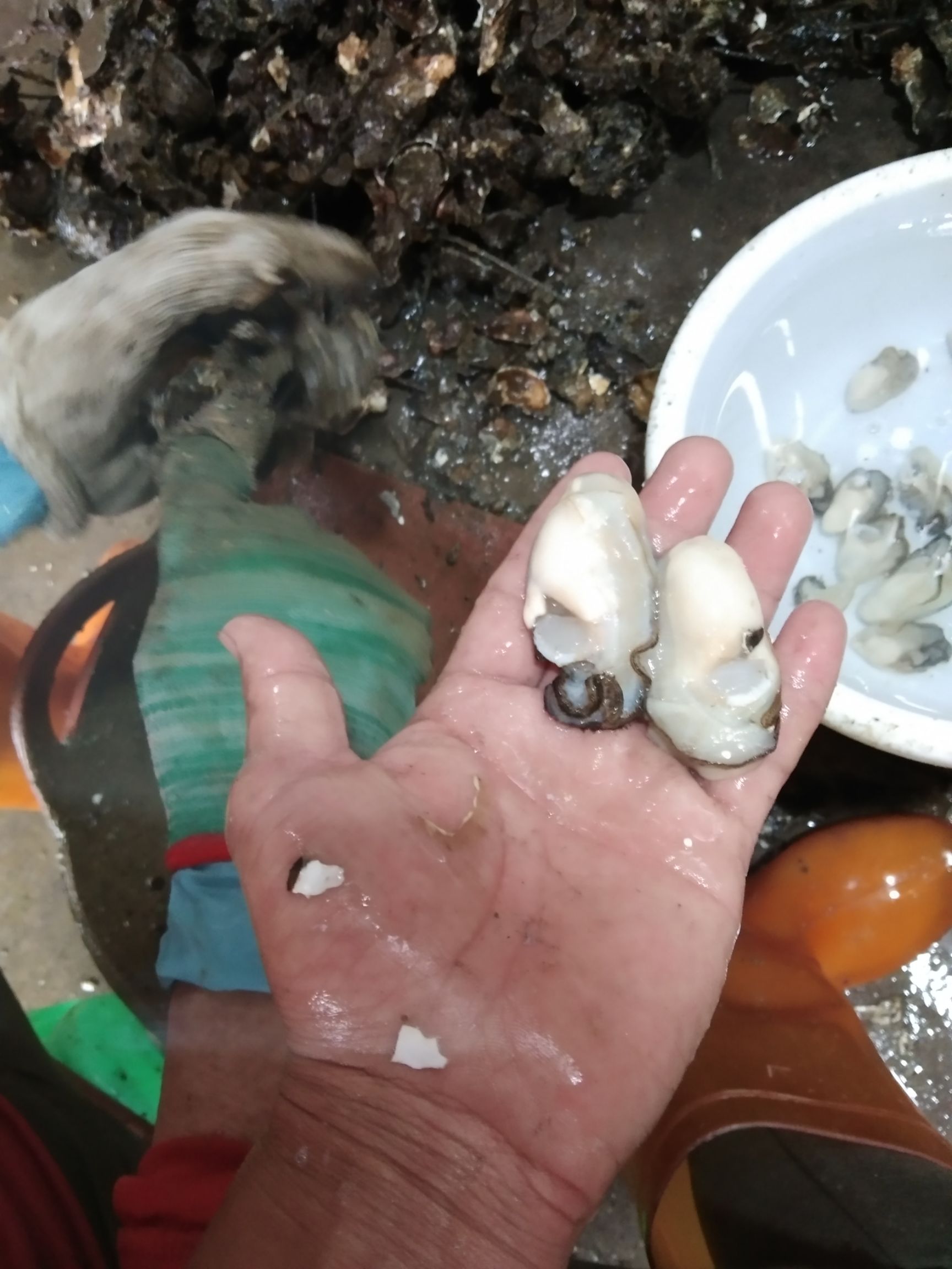  牡蛎生蚝去壳生蚝肉海蛎子鲜活