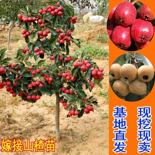 平邑县 山楂树苗，包成活，包结果，基地直销，保湿发货南北方均可种植，