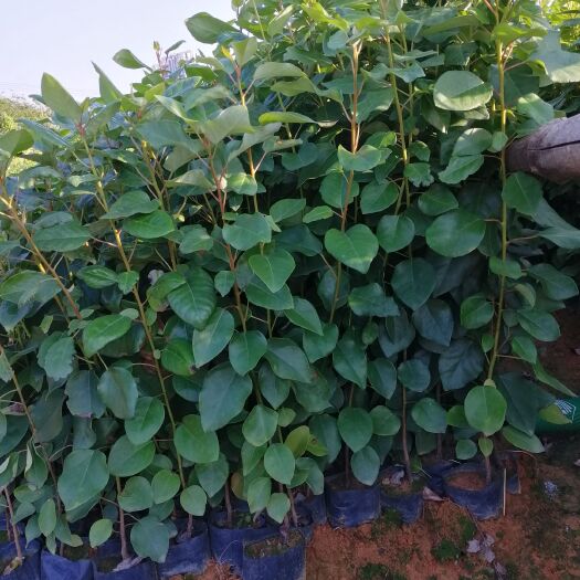 广州 红花荷