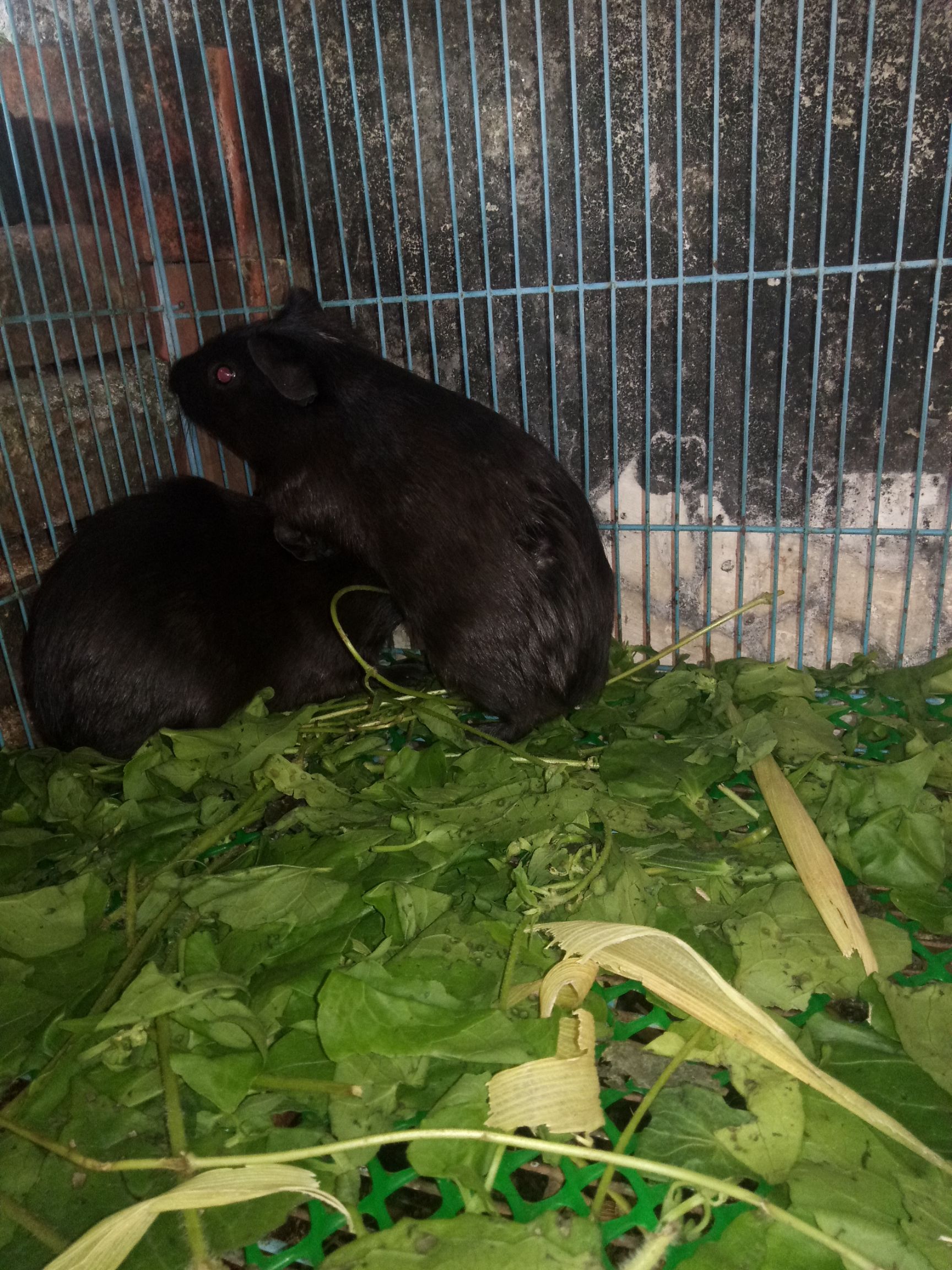 [生态黑豚鼠批发]生态黑豚鼠 健康好养的黑豚鼠