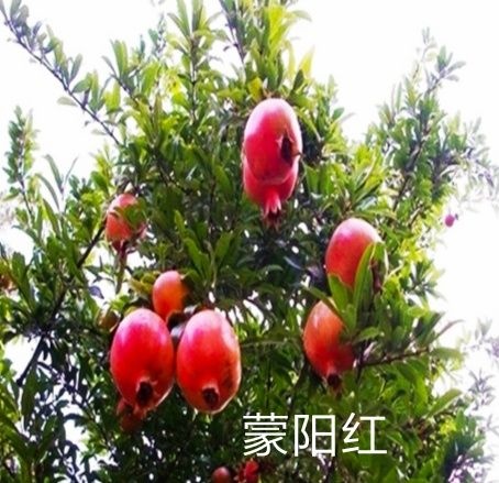 平邑县蒙阳红石榴苗 石榴苗，精品蒙阳红甜石榴果品优良。自家育苗放心订购基地直销。