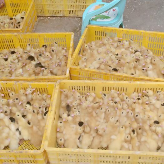南宁一点花鸭苗