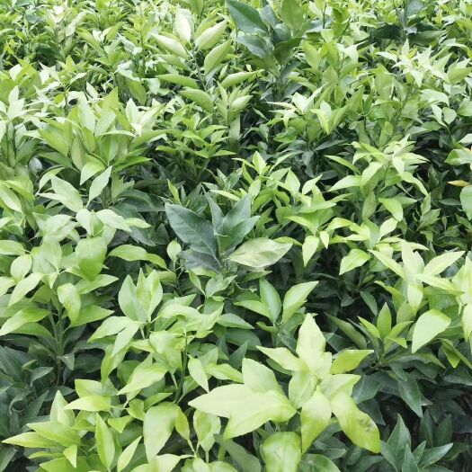 松滋市爱媛38号柑桔苗 0.5~1米