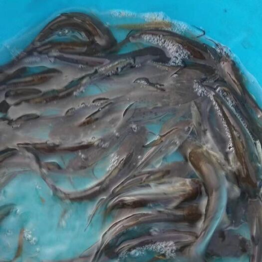 仁化县 叉尾鱼苗 大中小规格都有