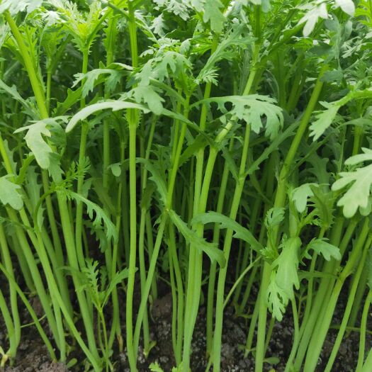 南通快菜 基地种植物美价廉