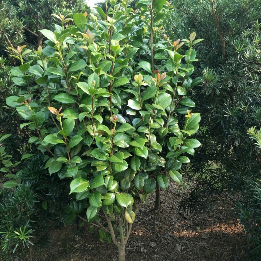 浏阳市 茶花