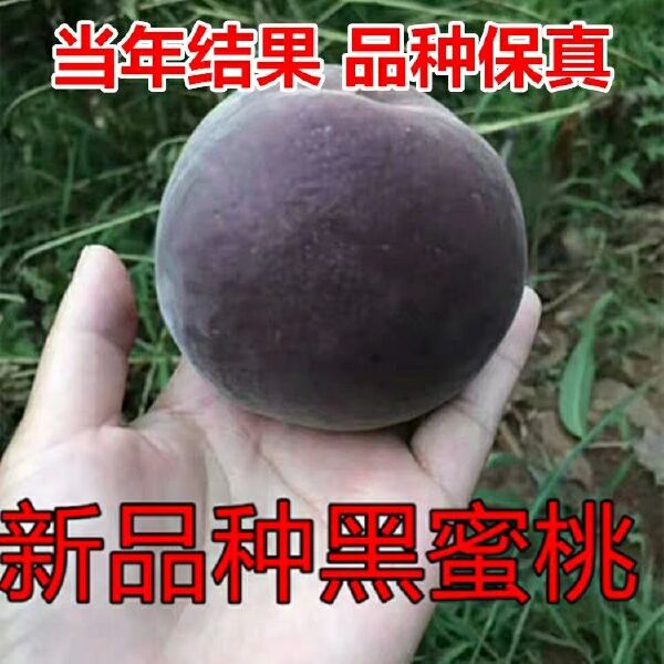  黑桃树苗，另售血桃，蟠桃，蜜桃，冬桃，沂蒙霜红等，品种纯正