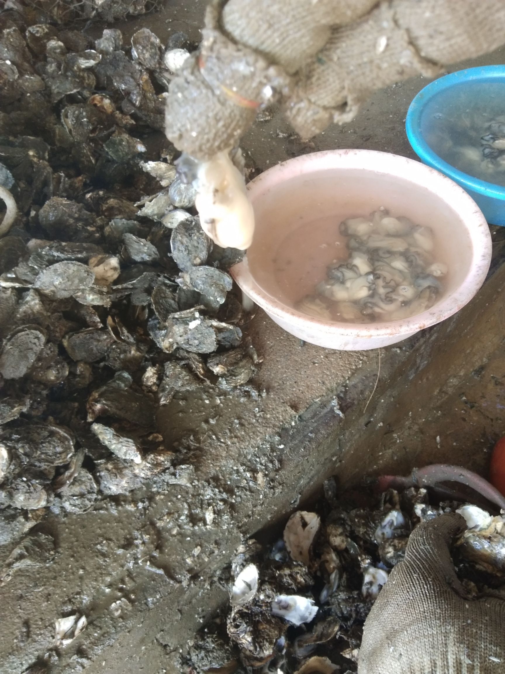  牡蛎生蚝去壳生蚝肉海蛎子鲜活