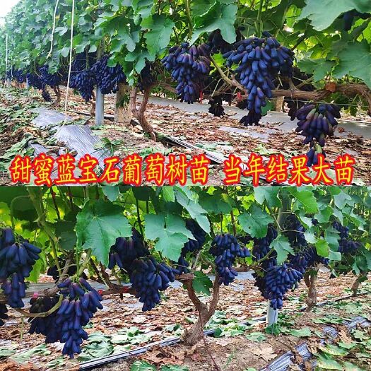 平邑县 蓝宝石葡萄苗  嫁接苗  送技术指导  包邮  量多可以签合