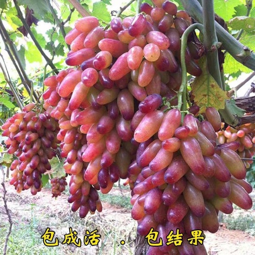 平邑县 浪漫红颜嫁接两年葡萄苗    量多优惠  包邮