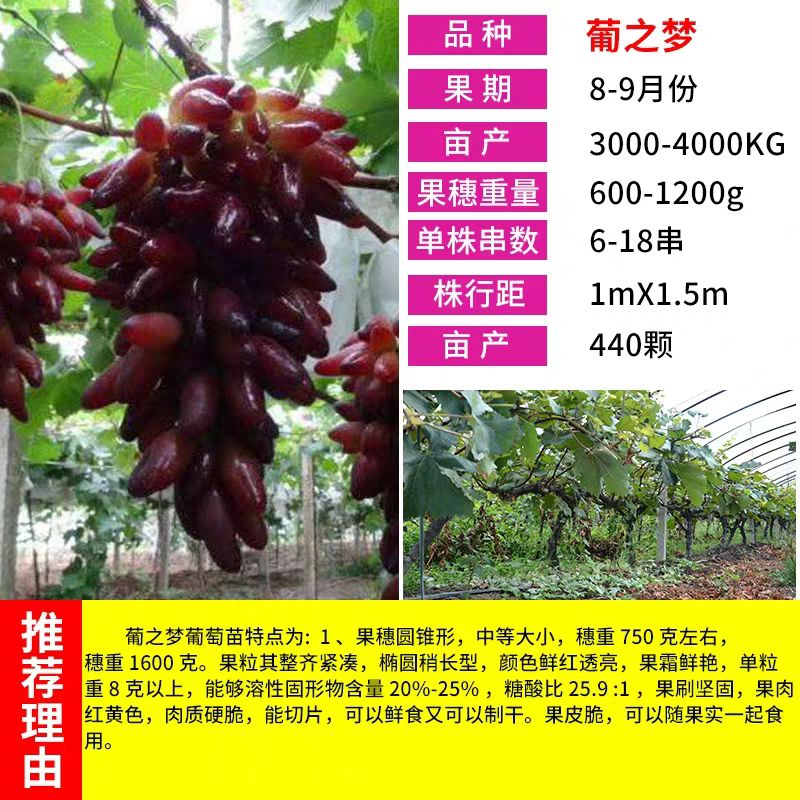  葡之梦葡萄苗，嫁接新品南北地栽盆栽，爬藤果树苗美香指当年结