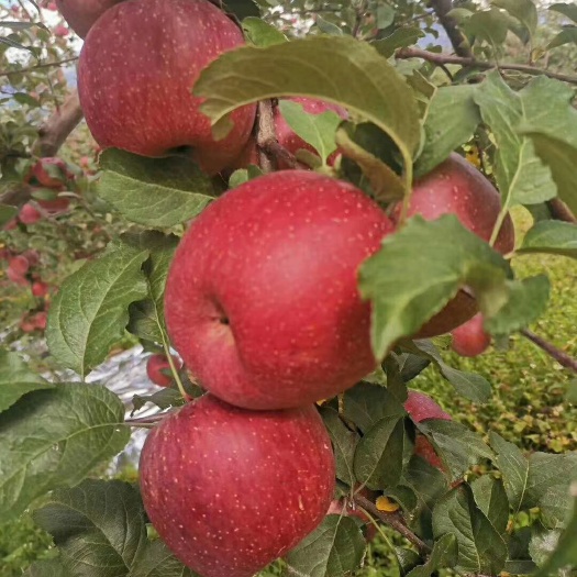 盐源县 盐源苹果，糖心苹果，红富士苹果