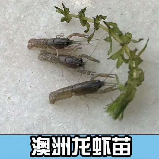中山市澳洲淡水龙虾    澳龙苗