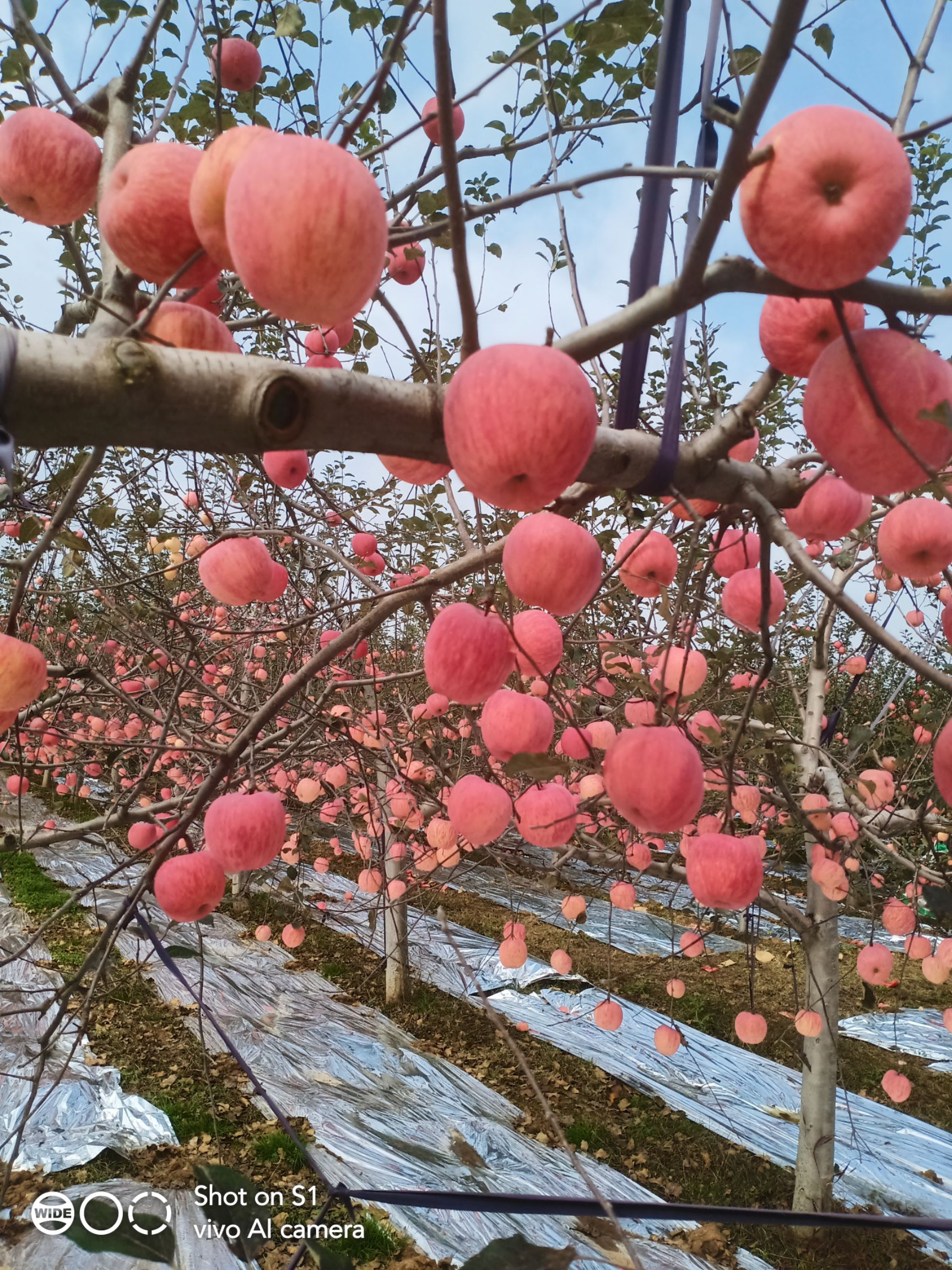 彬州高塬苹果