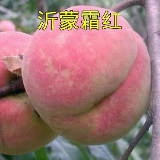 平邑县 沂蒙霜红2号苗，晚熟品种耐储存，基地培育现挖现发保湿发货