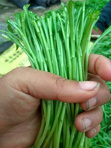沭阳县滩地芦篙 【现摘现发】芦蒿新鲜芦蒿菜去根去叶青黎蒿白黎蒿