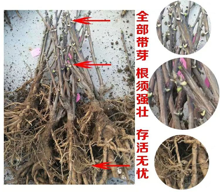  牡丹花苗，当年开花，庭院盆栽地栽均可，基地直供，保湿发货