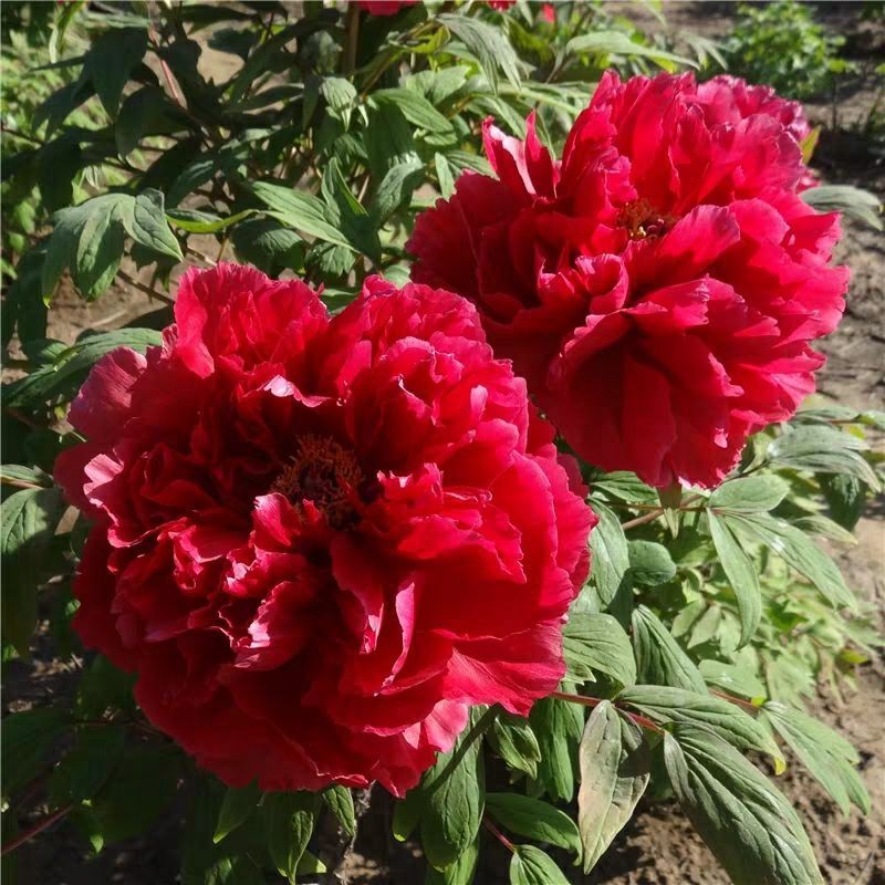  多花芍药花苗，当年开花苗，庭院盆栽地栽，基地直销，保湿发货