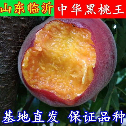 平邑县 黑桃树苗，另售血桃，蟠桃，蜜桃，冬桃，沂蒙霜红等，品种纯正