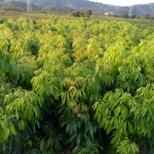 灵山县妃子笑荔枝苗 妃子笑苗