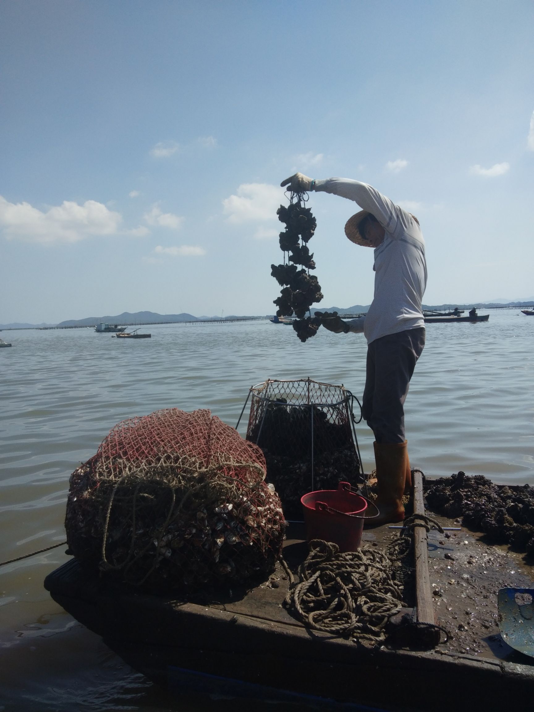  牡蛎生蚝去壳生蚝肉海蛎子鲜活