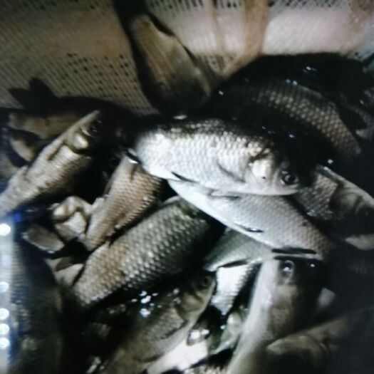 南充 鲫鱼苗，各种鱼苗，名贵鱼等，品种纯，成活率高，可送货上门