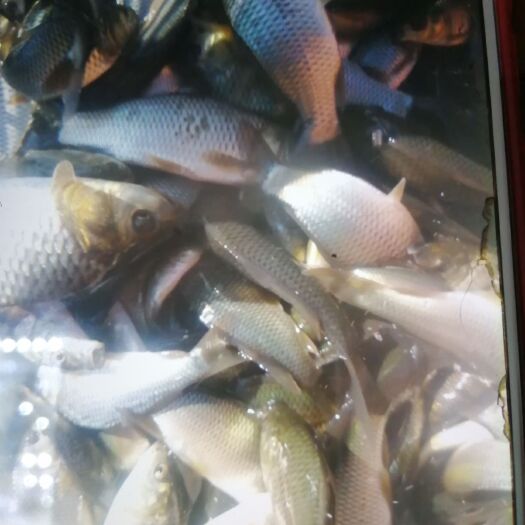  鲤鱼苗。有甲鲤，无甲鲤。