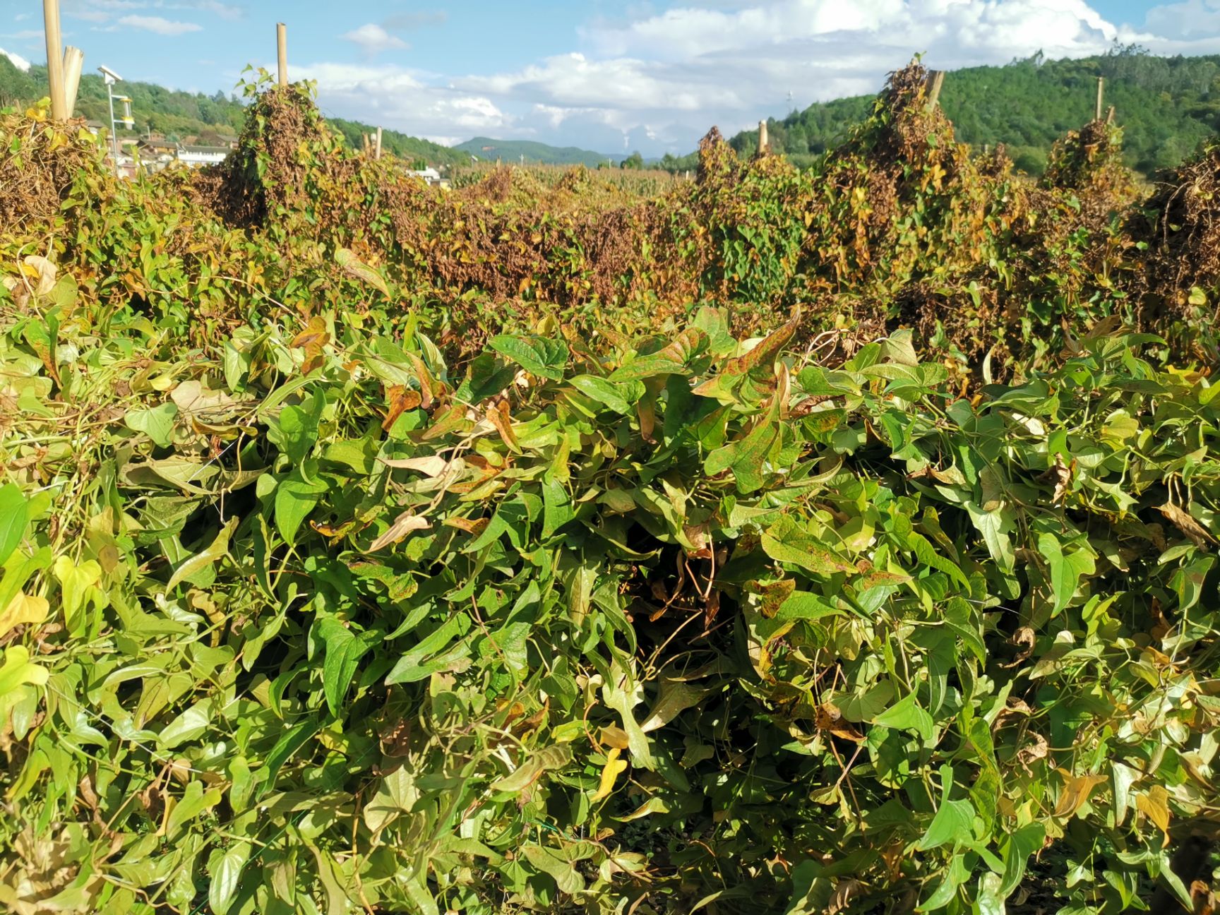  大量供应白玉豆，牛尾山药豆。