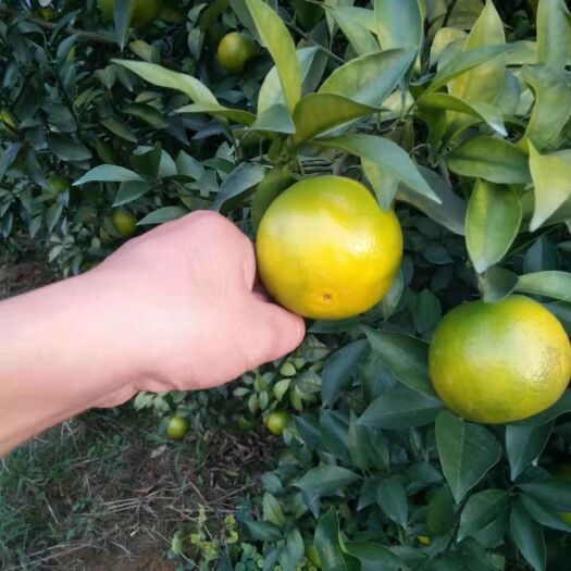 崇左 红江橙
