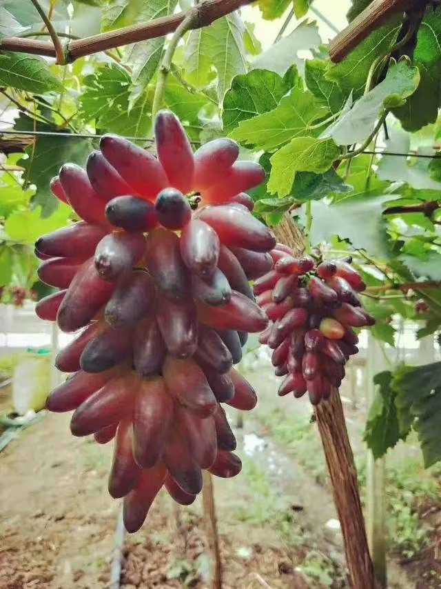  葡之梦葡萄苗，嫁接新品南北地栽盆栽，爬藤果树苗美香指当年结