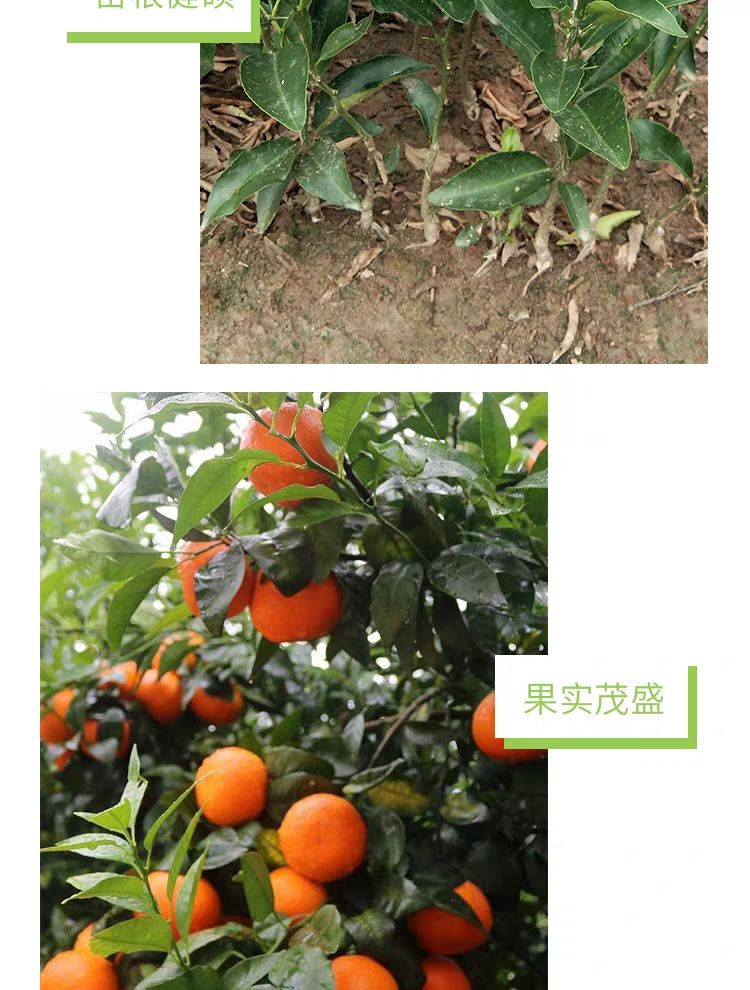 091无核沃柑苗 091沃柑橘苗，当年挂果苗，南北方均可地栽盆栽，基地直销