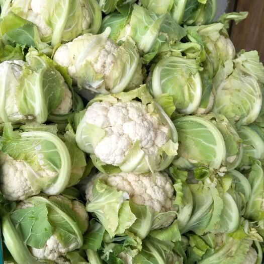 天门市实花，菜花，诚信代发.产地供货