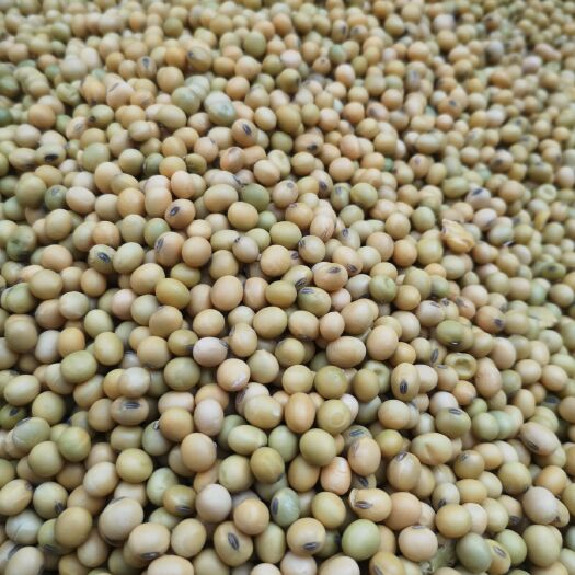 酒泉 自产新黄豆大豆颗粒饱满生长期长人工筛选豆浆豆腐豆酱精品