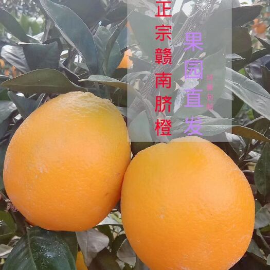 宁都县江西赣南脐橙现摘现发宁都直发皮薄多汁精品水果批发（一件批发）