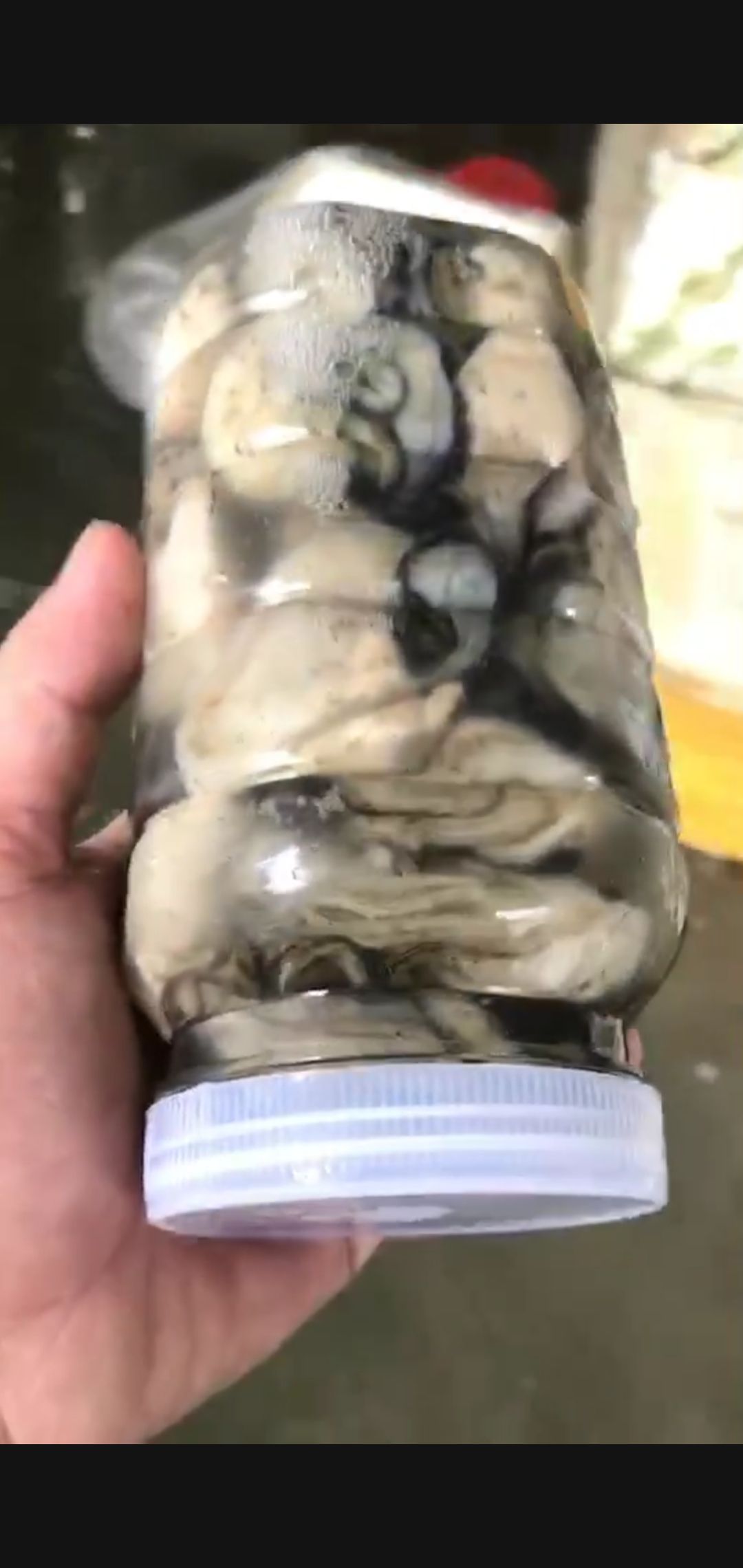  牡蛎生蚝去壳生蚝肉海蛎子鲜活