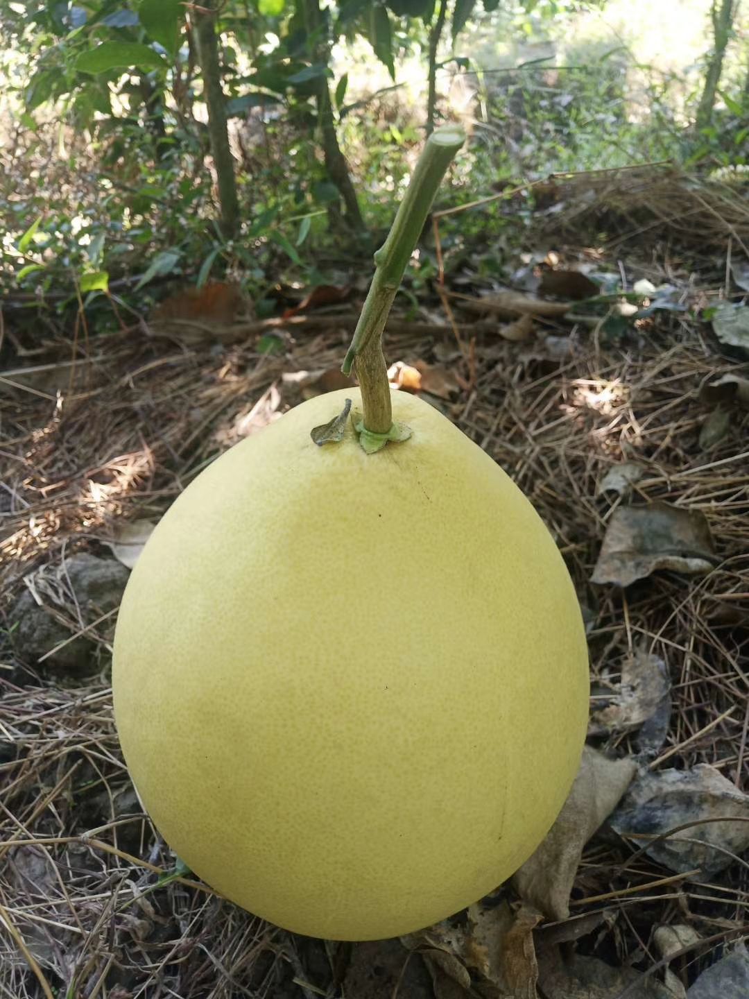 琯溪蜜柚 三斤以上 酸甜可口