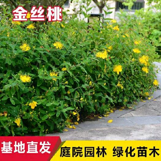 沭阳县 金丝桃苗直销别墅庭院四季常青绿化苗木金丝桃灌木篱笆苗工程小苗