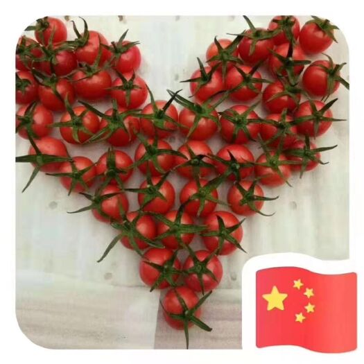新绛县圣宝圣女果