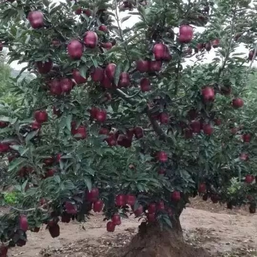 甘谷县黑苹果树苗 蛇果花椒树苗数量有限先到先得