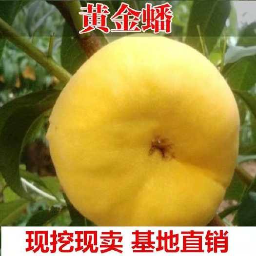 平邑县黄金油蟠桃苗 苗圃直供，现挖现发，根系发达，保证品种和成活率。