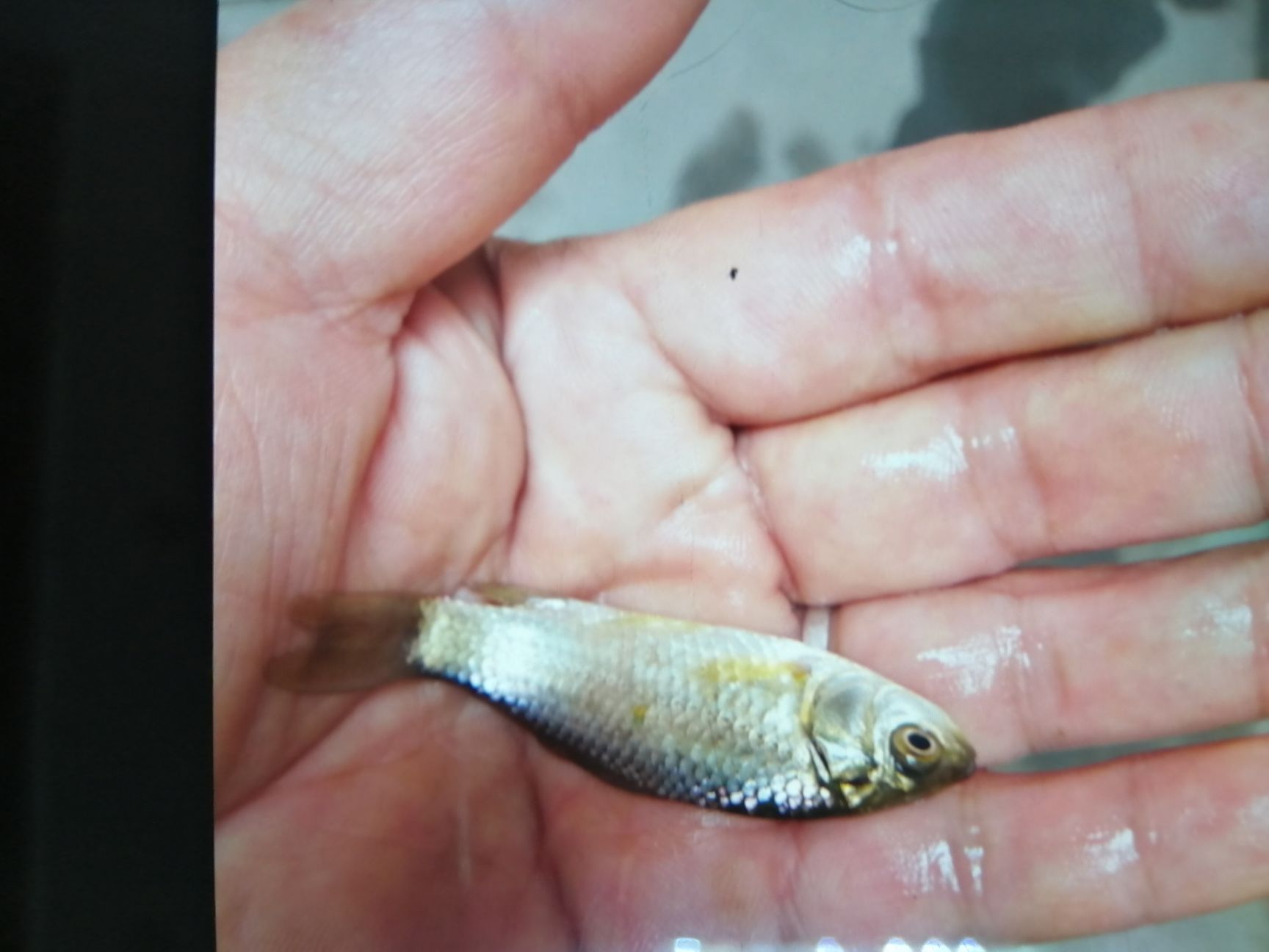  草鱼苗，各种鱼苗，及名贵鱼，品种纯，成活率高，可送货上门