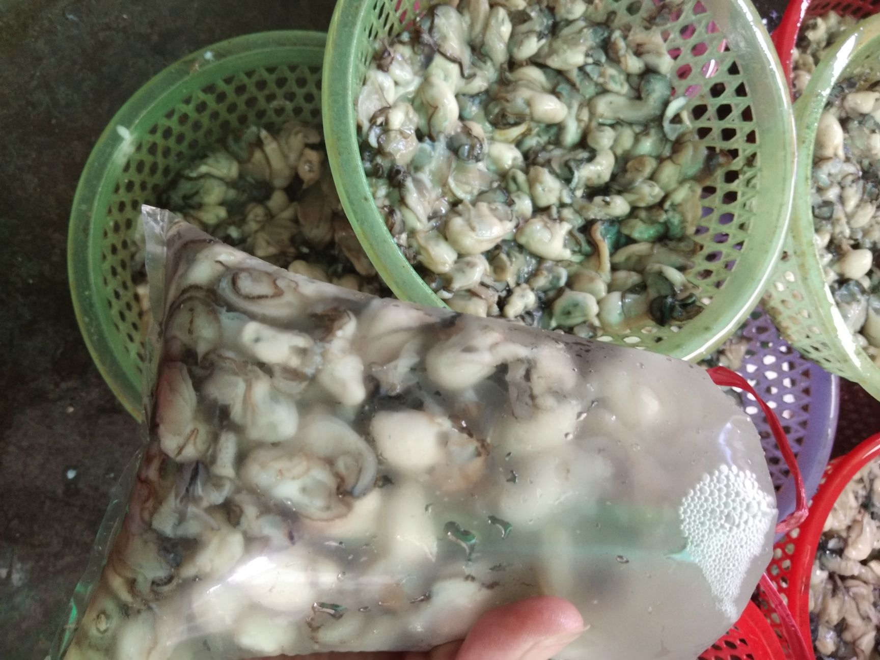  牡蛎生蚝去壳生蚝肉海蛎子鲜活