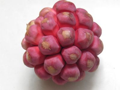  供应布福娜黑老虎果子种苗种植技术黑老虎苗基地直供成活高品质